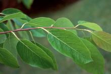 young leaves young leaves