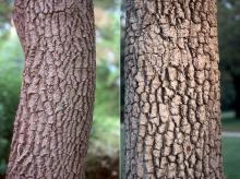 trunk, bark trunk, bark