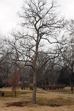 plant habit, winter plant habit, winter