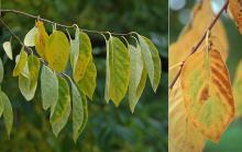 leaves, fall leaves, fall