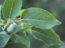 leaves and fruit, summer leaves and fruit, summer