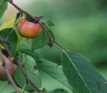 ripe fruit, fall ripe fruit, fall