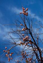 fruit, late fall fruit, late fall