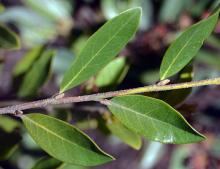 leaves