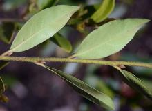 leaves, underside