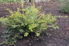 plant habit