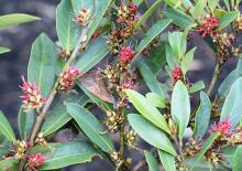flower clusters and leaves