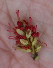 flower cluster