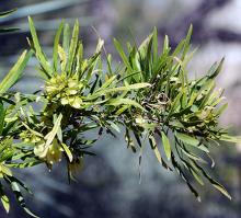 branch with fruit