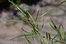 leaves