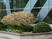 plant habit, flowering