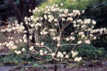 plant habit, flowering