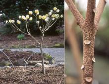 plant habit, flowering, and stem