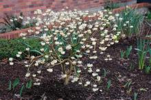 plant habit, early spring