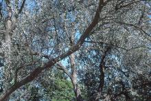 canopy