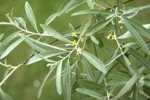 leaves and flowers