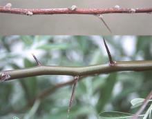 buds and thorns