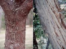 trunk, bark