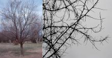 plant habit and branches, winter