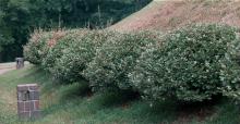 plant habit