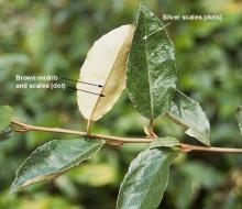 leaves