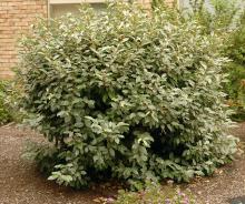 plant habit