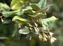 flowers and leaves