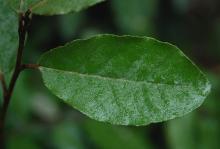 leaf