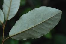 leaf, underside