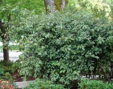 plant habit