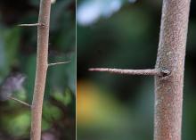 thorns
