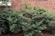 plant habit