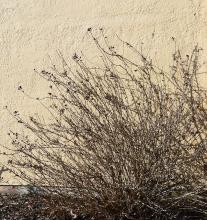 plant habit, winter