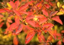 leaves, fall
