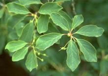 leaves and immture fruit