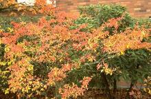 plant habit, fall