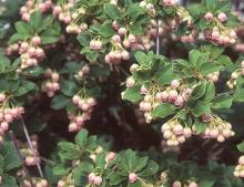 leaves and flowers