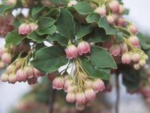 flowers and leaves