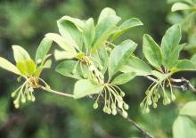 leaves and flowers buds