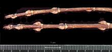 dormant twigs, buds