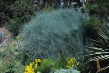 plant habit plant habit