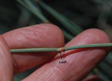 stem with leaf stem with leaf