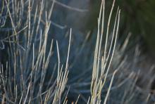 stems stems