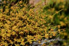 flowering stems
