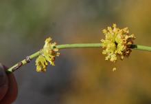 male flower clusters (pollen cones)