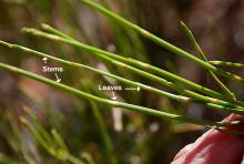green stems with leaves