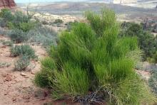 plant habit, in habitat