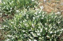 plant habit, flowering, early spring