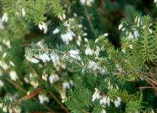 branches, early spring