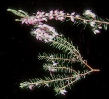 flowering branches